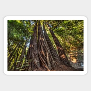 Armstrong National Park Redwoods Wall of Trees in the Forest Sticker